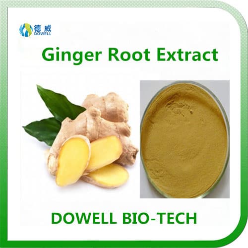 Natural High Quality Ginger Root Extract